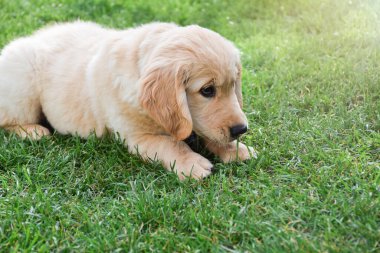 Yeşil çimlere uzanmış tatlı Golden Retriever köpeği.