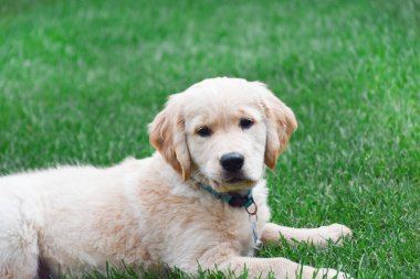 Golden retriever köpek yavrusu yeşil çimlere uzanmış kameraya bakıyor.