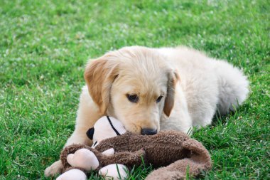 Yeşil çimlerin üzerinde yumuşak oyuncaklarla uzanan sevimli altın renkli köpek yavrusu portresi.
