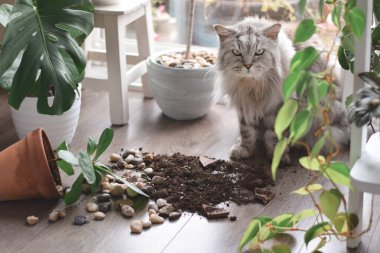 Suçlu kedi yere düşen saksıdan toprağın yanında yatıyor.