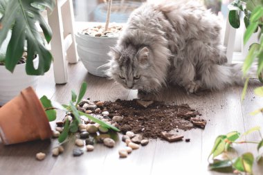 Kedi yere düşen saksıdaki toprağı kokluyor.