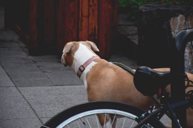 Pitbull dog tied to a poll on a street waiting for its owner clipart