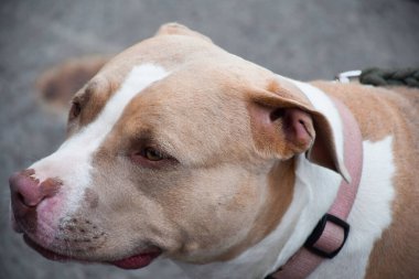 Yakından tasmalı pitbull köpeğinin portresi.