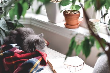 Cute cat sitting in cozy reading nook by a window clipart