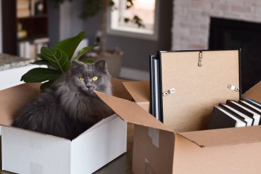 Karton kutunun içinde taşınmak için paketlenmiş şirin gri kedi.
