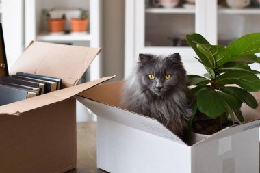 Karton kutunun içinde taşınmak için paketlenmiş şirin gri kedi.