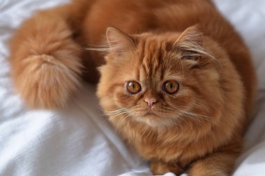 Turuncu renkli, İran kedisinin beyaz yatak üzerinde yakın plan portresi.