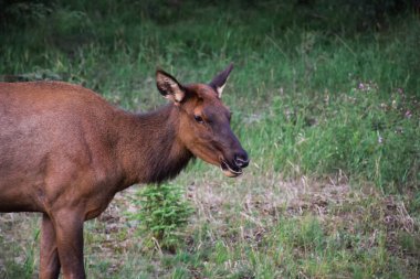 Ormandaki dişi geyik portresi