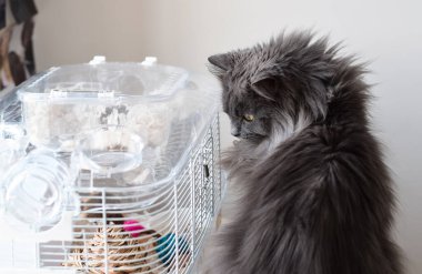 Gri tüylü kedi kafeste hamster izliyor.