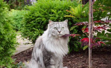 Gri tüylü Pers Çinçilya kedisi bahçede oturmuş kameraya bakıyor.