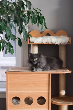 Gri uzun saçlı Chantilly Tiffany kedisi Kedi kulesinin tepesinde oturuyor