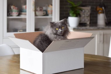 Şirin pofuduk gri kedi mutfaktaki karton kutunun içinde oturuyor.