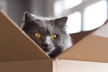 Karton kutunun içinde oturan sevimli, tüylü, gri kedi yüzlü.