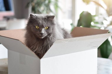 Şirin pofuduk gri kedi karton kutunun içinde oturmuş üzgün görünüyor.