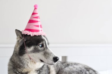 Beyaz odada pembe doğum günü şapkalı iri kıyım bir köpek.