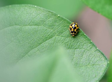 Macro shot of yellow fourteen spotted ladybird beetle sitting on green leaf, top view clipart