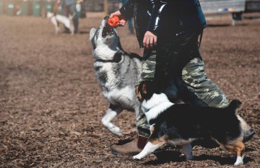 Tasmasız köpek parkında evcil hayvan sahibi köpeklerle oynuyor.