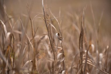 Doğal kuru uzun çimen arkaplanı