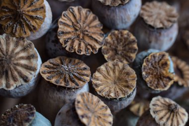 Doğal doku kurutulmuş haşhaş tohumu kabukları makro yakın plan 