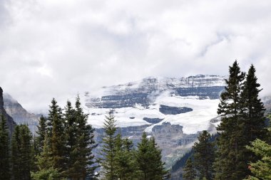 Uzun ağaçların ve karlı dağların manzarası