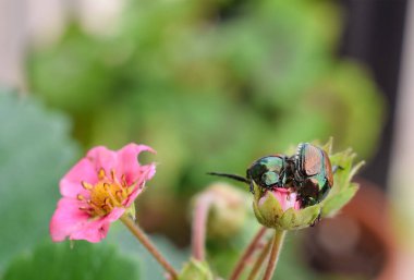 Two japanese beetles sitting on strawberry plant flower clipart