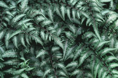 Dark and moody green fern background top view clipart