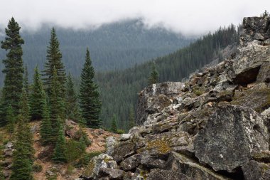 Ağaçların ve dağ kayalarının manzarası