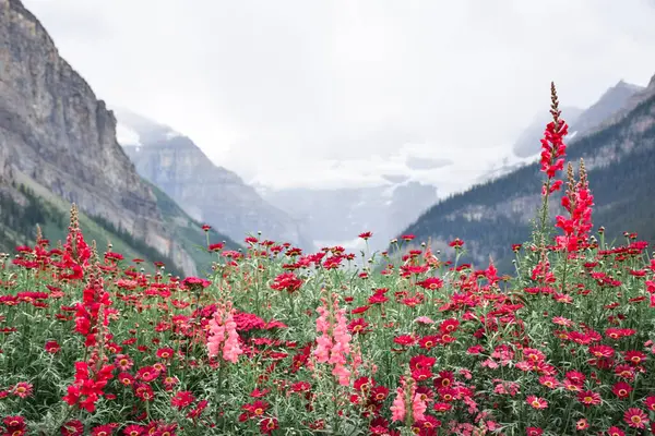 Arka planda dağları olan çiçek çayırlarının manzarası