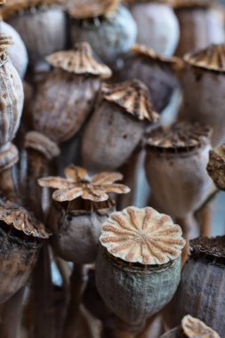 Natural texture dried poppy seed pods macro closeup background clipart