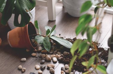 Saksı ve toprak yere saçıldı.