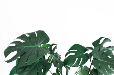 Minimum yeşil tropikal canavar bitkisi görüntüsü beyaz üzerine izole edilmiş.