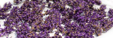 Dağınık kesim katmanı taze mor lavanta çiçeği başları arka plan web pankartı