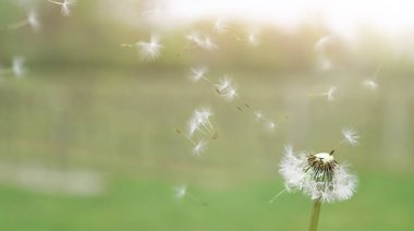 Tohumları tarlada uçuşan karahindiba.