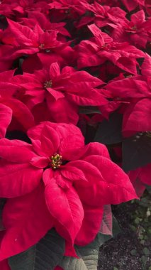 Çoklu kırmızı noktalı bitkiler bir araya toplanmış.