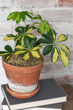 Terracotta pot 'taki çeşitli Schefflera bitkileri kitapların üstünde.
