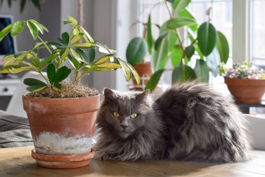 Gri evcil kedi, arka planda büyük güneşli bir pencereyle evdeki bitkinin yanında bir masada oturuyor.