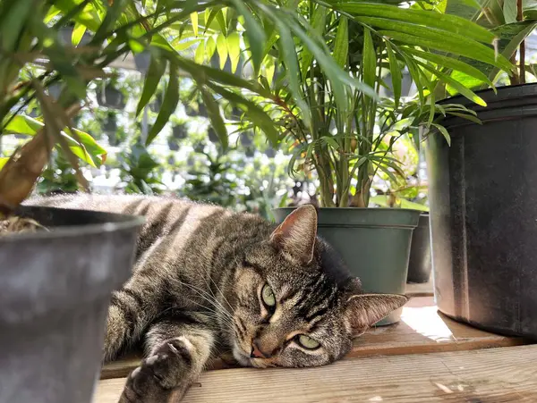 Şirin kedi bir bitki yetiştirme serasında tropikal ev bitkilerinin arasında dinleniyor.
