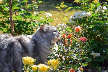 Pofuduk, uzun saçlı, gri Farsça, Çinçilya kedisi. Parlak, güneşli bir yaz gününde, güllerin arasında bir bahçede yürüyor.