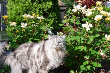 Pofuduk, uzun saçlı, gri Farsça, Çinçilya kedisi. Parlak, güneşli bir yaz gününde, güllerin arasında bir bahçede yürüyor. 