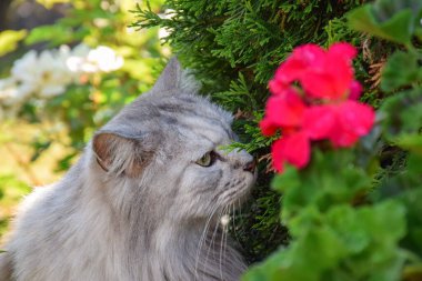 Pofuduk, uzun saçlı, gri Farsça Çinçilya kedisi güneşli bir yaz gününde bahçedeki çiçekleri kokluyor.