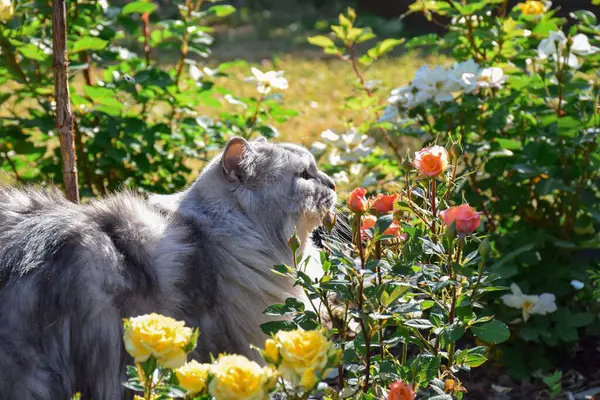 Pofuduk, uzun saçlı, gri Farsça, Çinçilya kedisi. Parlak, güneşli bir yaz gününde, güllerin arasında bir bahçede yürüyor.