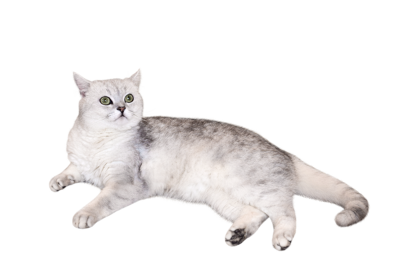 Beyaz gri İngiliz Kısa Saçlı Kedi şeffaf kesitte izole bir şekilde yatıyor