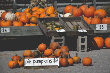 Çiftçi pazarında satılık turuncu balkabağı kasalarında sergileniyor