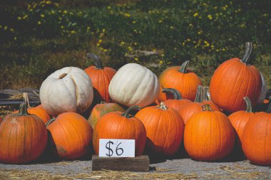 Çiftlikte satılık balkabakları