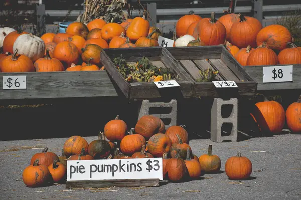 Çiftçi pazarında satılık turuncu balkabağı kasalarında sergileniyor