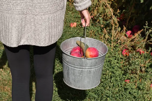 Meyve bahçesinde taze toplanmış kırmızı elmalarla kova taşıyan genç bir kadın.