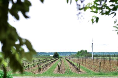 İlkbaharda şaraphanede sıra sıra üzüm görülecek.