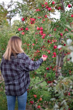 Arkasından bahçedeki bir ağaçtan kırmızı elma toplayan genç bir kadın.
