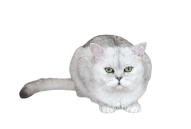 Açık gri İngiliz Shorthair cinsi, yeşil gözlü kedi oturuyor, şeffaf üzerinde izole edilmiş.