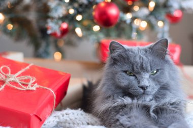 Kırmızı hediyeyle Noel ağacının altında yatan sevimli gri kedi.